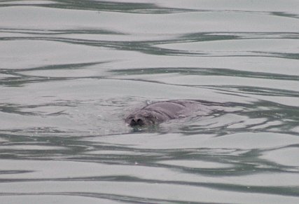 Harbor Seal --(Phoca vitulina) (26486 bytes)
