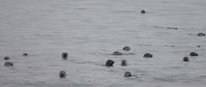 Harbor Seals --(Phoca vitulina) (30123 bytes)