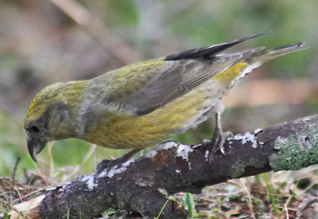 Female Red Crossbill --(Loxia curvirostra) (60461 bytes)