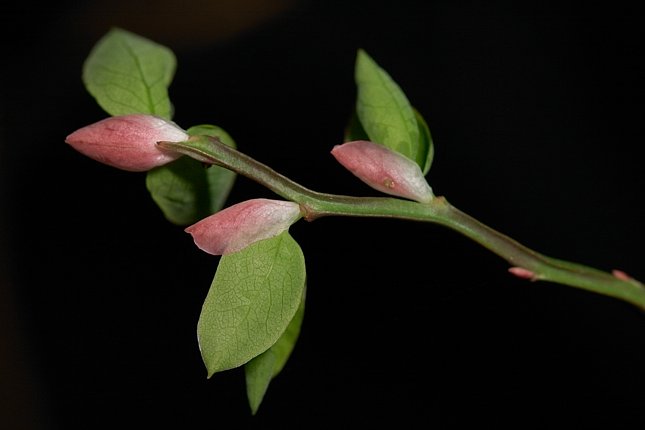 Red Huckleberry Branch --(Vaccinium parvifolium) (25311 bytes)