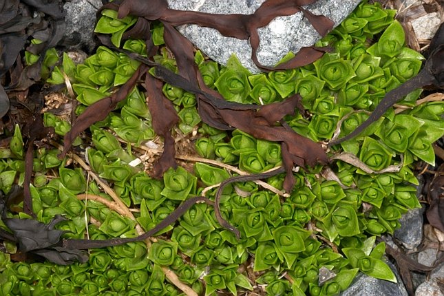 Beach Greens and Seaweed --(Honkenya peploides) (106833 bytes)