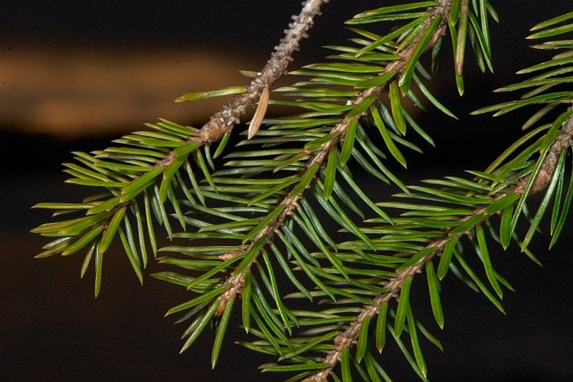 Spruce Branch (Macro Flash Practice) --(Picea sitchensis) (75851 bytes)