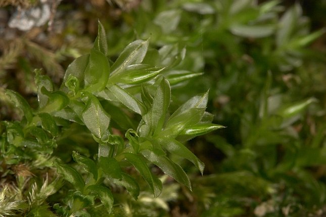 Badge Moss --(Plagiomnium insigne) (54505 bytes)