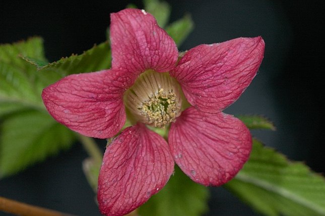 Salmonberry Flower --(Rubus spectabilis) (52198 bytes)