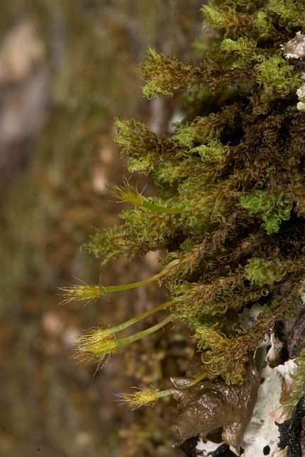 Bristle Moss --(Orthotrichum sp.) (69321 bytes)