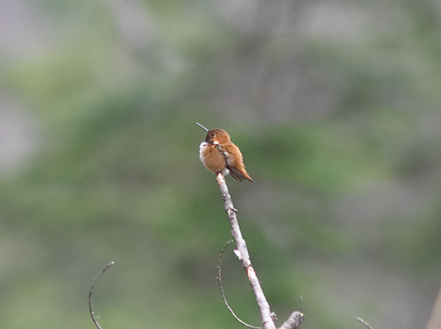 Rufous Hummingbird --(Selasphorous rufus) (22138 bytes)