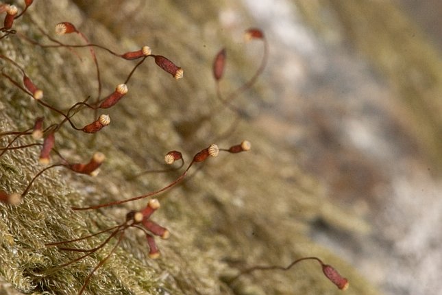 Hypnum Moss Sporophytes --(Hypnum circinale) (56795 bytes)