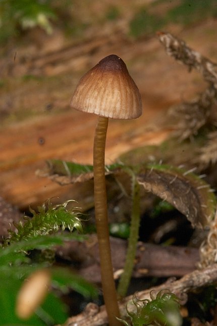 Brown Mushroom 1 (46661 bytes)