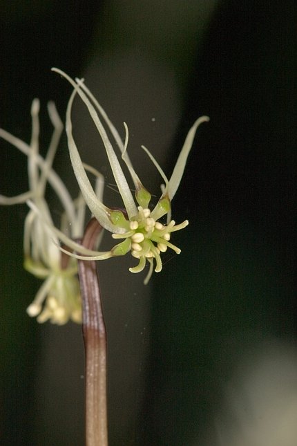 Fern-leaf Goldthread Flower --(Coptis asplenifolia) (45460 bytes)