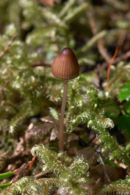 Little Brown Mushroom (66558 bytes)
