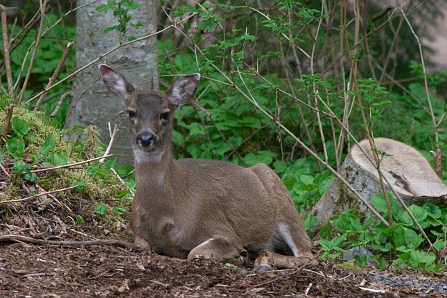 Sitka Blacktail Deer --(Odocoileus hemionus sitkensis) (101680 bytes)