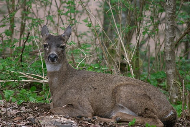 Male Blacktail Deer --(Odocoileus hemionus sitkensis) (88315 bytes)