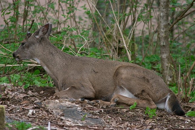 Sitka Blacktail Deer --(Odocoileus hemionus sitkensis) (96324 bytes)