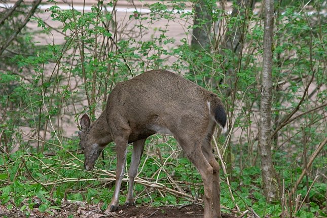 Sitka Blacktail Deer --(Odocoileus hemionus sitkensis) (109197 bytes)