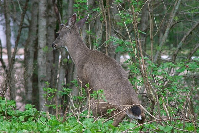 Sitka Blacktail Deer --(Odocoileus hemionus sitkensis) (95964 bytes)