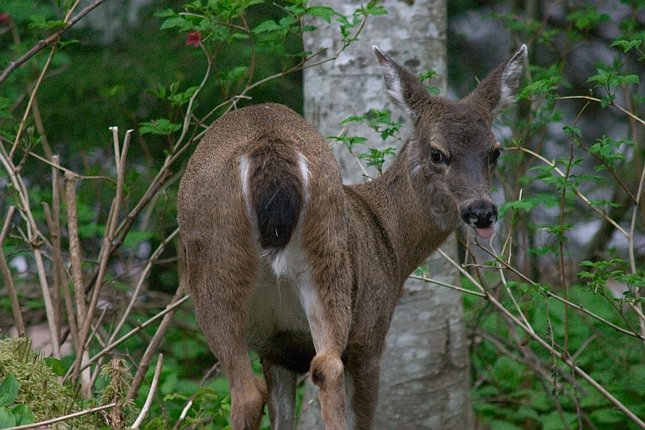 Sitka Blacktail Deer --(Odocoileus hemionus sitkensis) (81112 bytes)