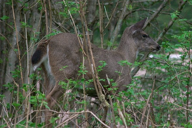 Sitka Blacktail Deer --(Odocoileus hemionus sitkensis) (93973 bytes)