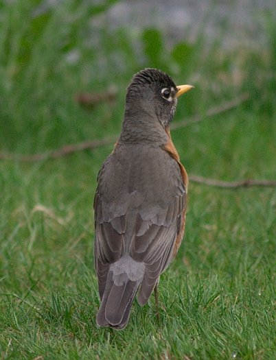 Robin --(Turdus migratorius) (47889 bytes)