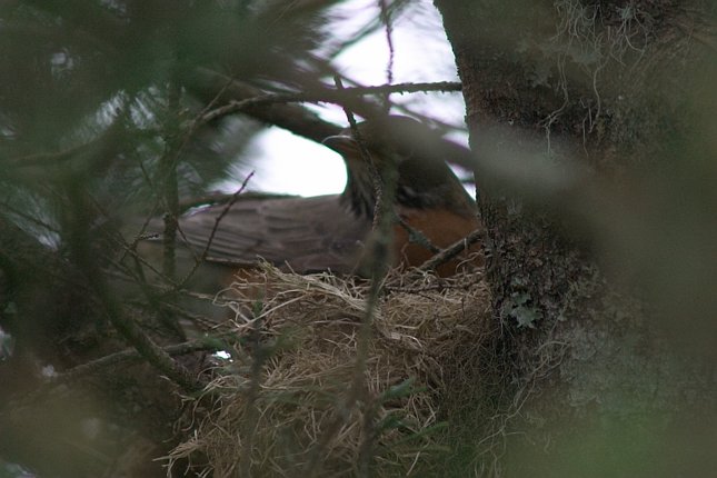 Robin on a Nest --(Turdus migratorius) (55131 bytes)