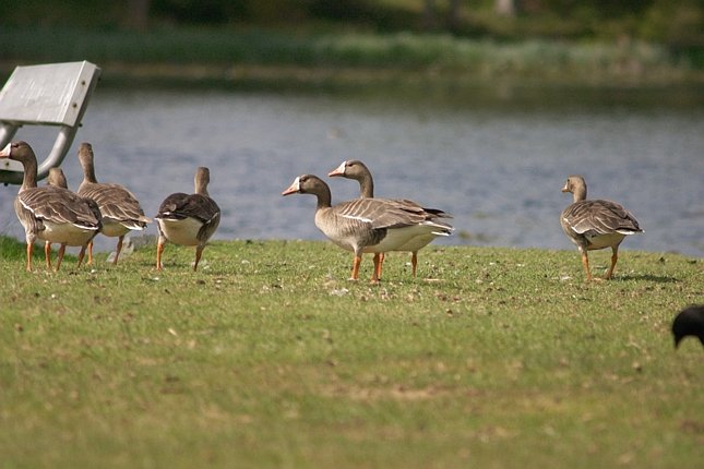 Greater White-fronted Geese --(Anser albifrons) (56247 bytes)