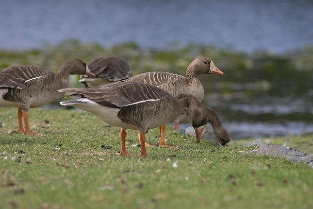 Greater White-fronted Geese --(Anser albifrons) (55071 bytes)