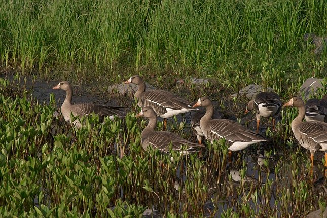 Greater White-fronted Geese --(Anser albifrons) (120088 bytes)