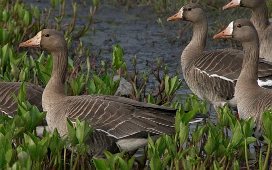 Greater White-fronted Geese --(Anser albifrons) (57011 bytes)