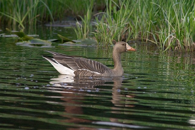 Greater White-fronted Goose --(Anser albifrons) (71988 bytes)