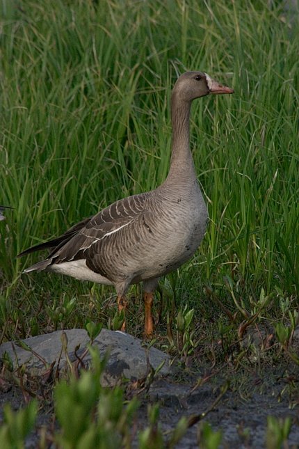 Greater White-fronted Goose --(Anser albifrons) (78979 bytes)