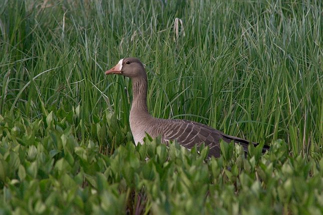 Greater White-fronted Goose --(Anser albifrons) (84476 bytes)