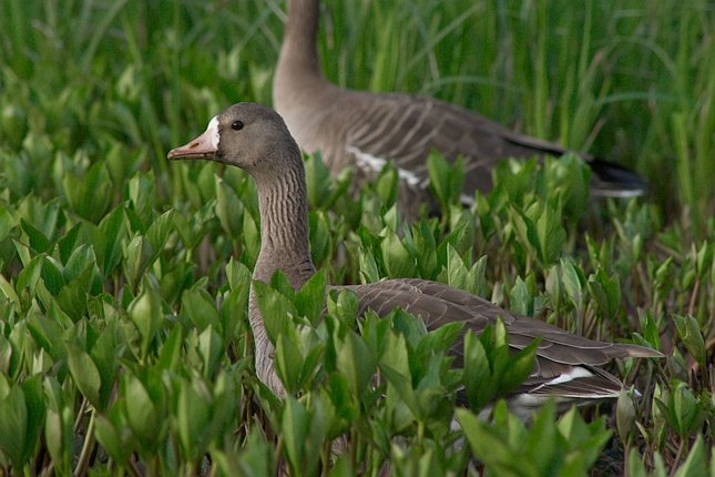 Greater White-fronted Goose --(Anser albifrons) (68533 bytes)