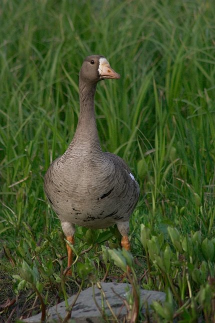 Greater White-fronted Goose --(Anser albifrons) (69060 bytes)