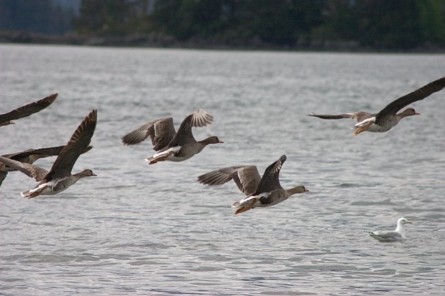 Flying Geese --(Anser albifrons) (60210 bytes)