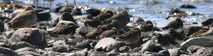 Resting Shorebirds (76128 bytes)