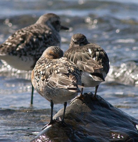 Red Knot and Black Turnstone (60352 bytes)