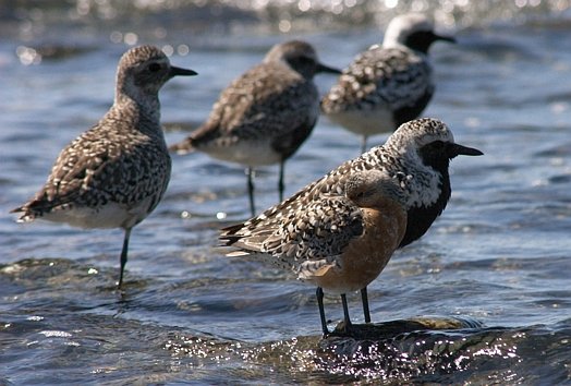 Red Knot and Black Bellied Plovers (55653 bytes)