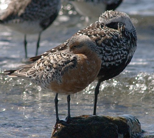 Resting Red Knot and Black-bellied Plover (58745 bytes)