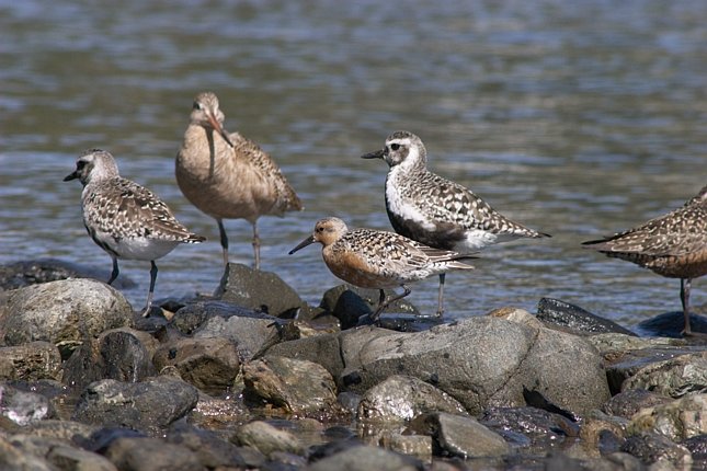 Red Knot with Other Birds (74747 bytes)