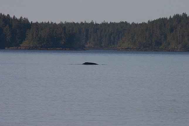 Humpback Whale --(Megaptera novaeangeliae) (45481 bytes)