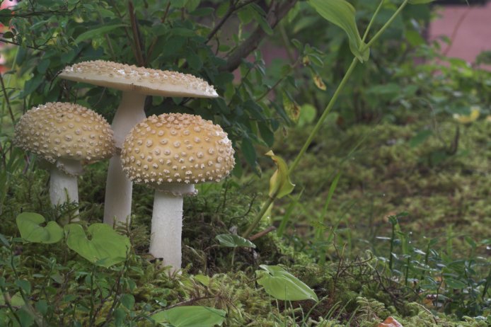 Mushrooms --(Amanita muscaria) (76741 bytes)