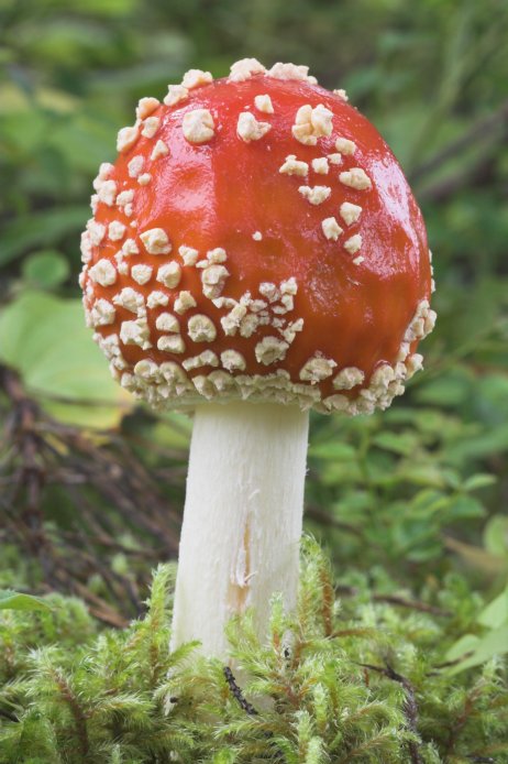 Mushroom --(Amanita muscaria) (73112 bytes)