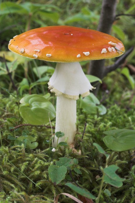 Mushroom --(Amanita muscaria) (69776 bytes)