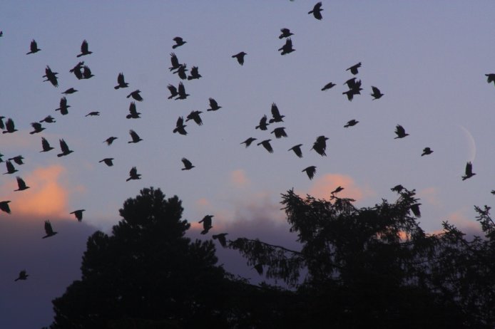 Flock of Crows --(Corvus caurinus) (38978 bytes)