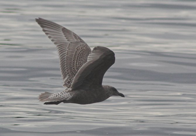 Juvenile Gull --(Larus sp.) (45616 bytes)