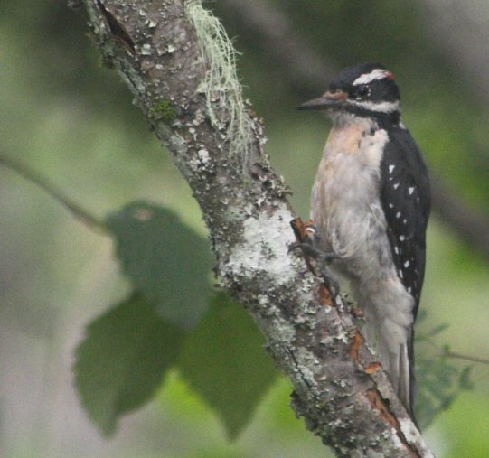Hairy Woodpecker --(Picoides villosus) (54159 bytes)