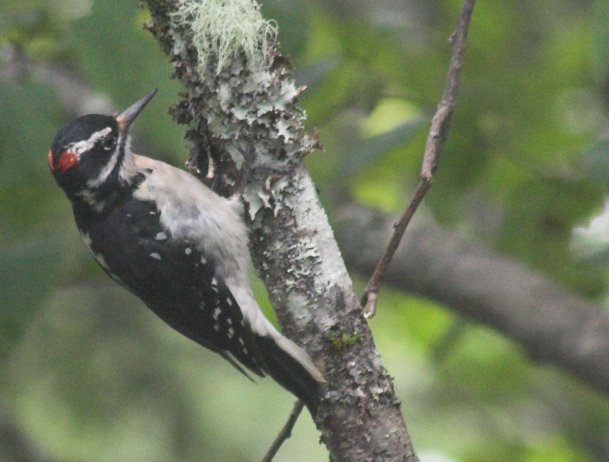 Hairy Woodpecker --(Picoides villosus) (54170 bytes)