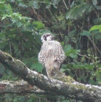 Peregrine Falcon --(Falco peregrinus) (38342 bytes)