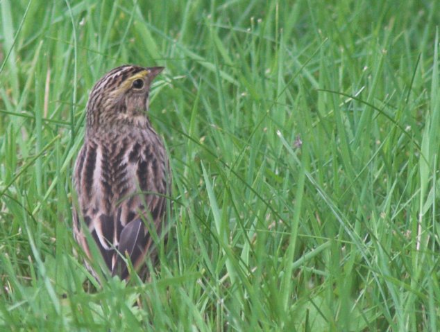 Savannah Sparrow --(Passerculus sandwichensis) (74485 bytes)