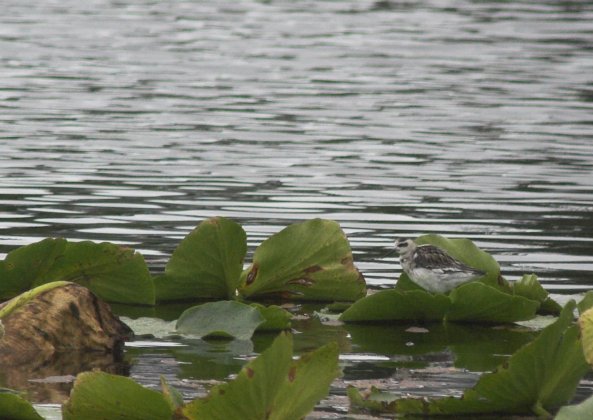 Phalarope on Swan Lake --(Phalaropus lobatus) (57725 bytes)