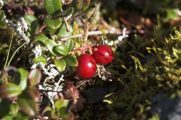 Cranberries --(Vaccinium vitis-idaea) (76496 bytes)